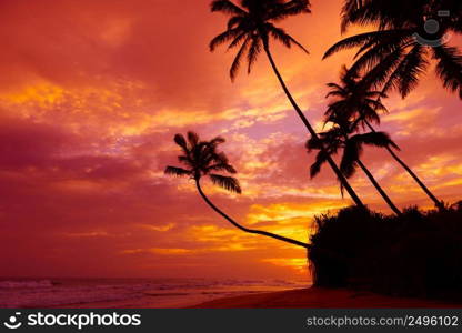 Tropical sunset over the ocean with coconut palm trees silhouettes at tranquil summer beach on island resort