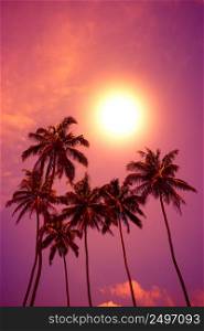 Tropical sunset. Palm trees at vivid beach sunset with colorful sky and shining sun circle.
