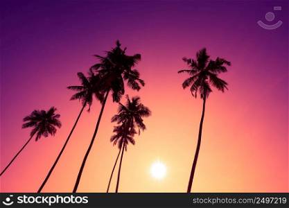 Tropical sunset palm trees silhouettes