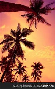 Tropical sunset vivid sky and palm trees silhouettes