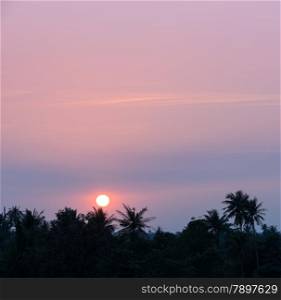 Tropical sunset with coconut palm tree