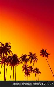 Tropical sunset with palm trees silhouettes and copy space