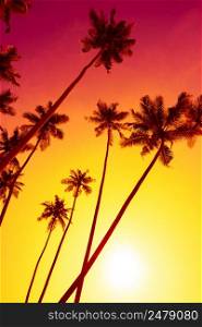 Tropical sunset with tall palm trees silhouettes
