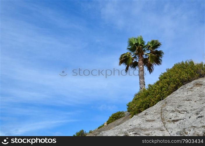 Tropical symbol palm tree at blue sky