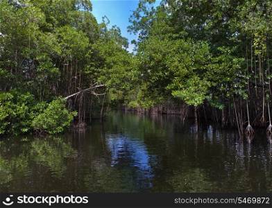 Tropical thickets mangrove forest on the Black river. Jamaica.