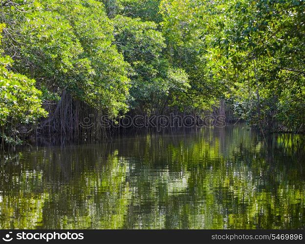 Tropical thickets mangrove forest on the Black river. Jamaica