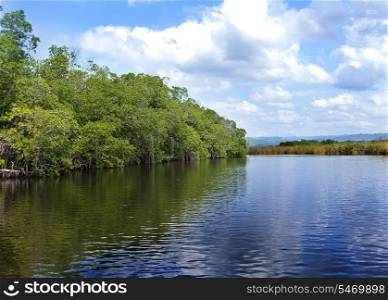 Tropical thickets mangrove forest on the Black river. Jamaica.