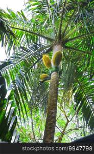 Tropical tree Millionaire s Sala  Deckenia nobilis  with fruits in Vallee de Mai Nature Reserve park in Praslin Island. Seychelles