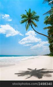 Tropical vacations, clean white sand beach and coconut palm tree