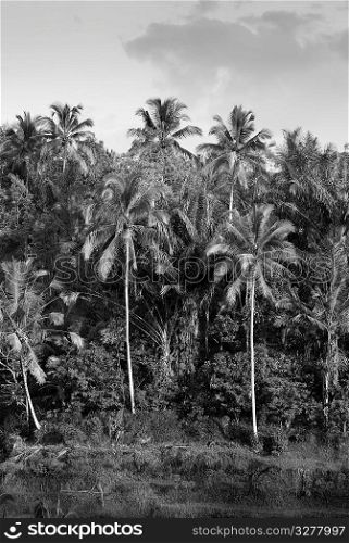 Tropical vegetation in Bali