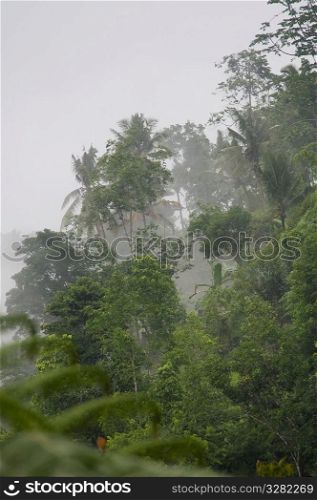 Tropical vegetation in mist in Bali