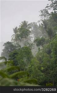 Tropical vegetation in mist in Bali