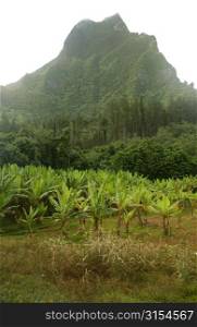 Tropical vegetation, Moorea, Tahiti, French Polynesia, South Pacific