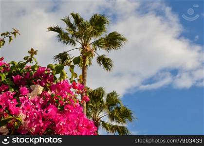 Tropical view with flowers and palm trees at the Canary Islands in Spain