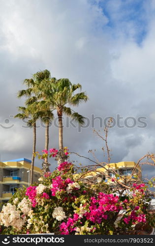 Tropical view with flowers and palm trees in front of a house