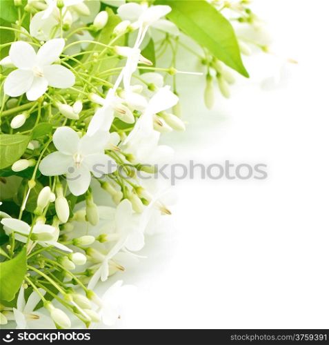 Tropical white and fragrant flower, Wild Water Plum (Wrightia religiosa), isolated on white
