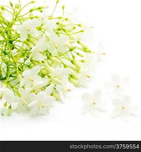 Tropical white and fragrant flower, Wild Water Plum (Wrightia religiosa), isolated on white background