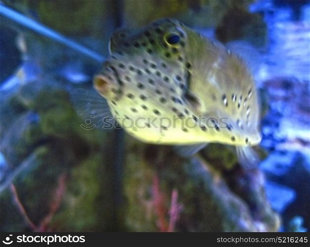 Tropical white exotic fish with black points underwater near the bottom