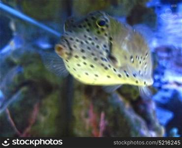 Tropical white exotic fish with black points underwater near the bottom