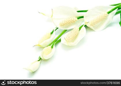 Tropical white flower, Fragrant Spathiphyllum isolated on a white background