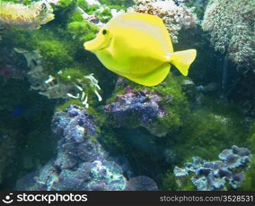 Tropical yellow exotic fish moving underwater near the bottom