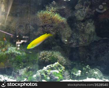 Tropical yellow exotic fish moving underwater near the bottom