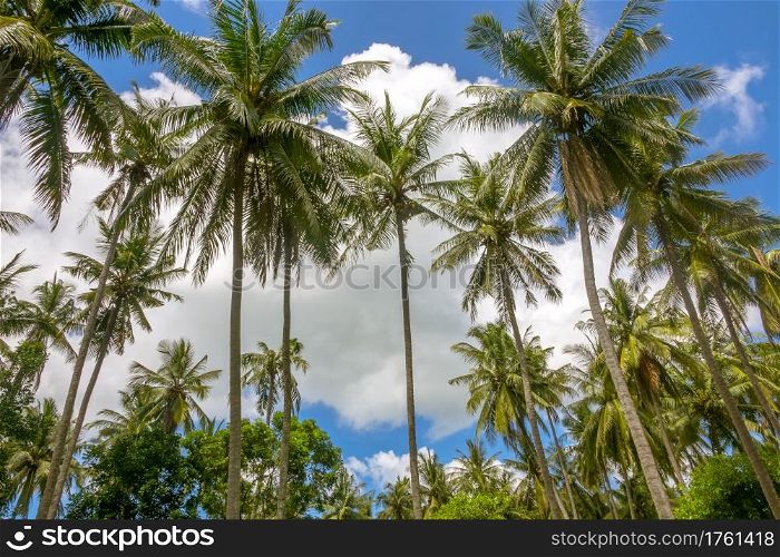 Tropics. Coconut palm trees against the blue sky with clouds