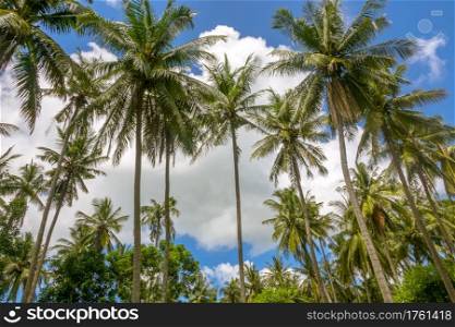 Tropics. Coconut palm trees against the blue sky with clouds