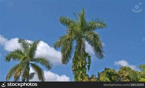 Tropische Palmen im Zeitraffer - time lapse of palm trees in the wind