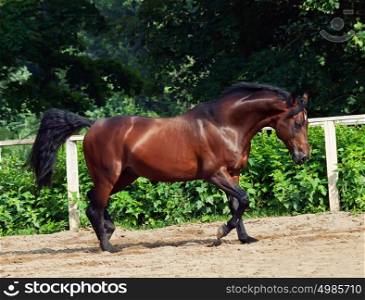 trotting bay sportive breed horse in open manege