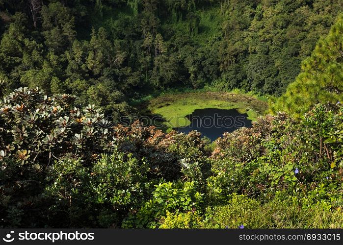 ""Trou Aux Cerf " Volcano Curipipe in the tropical island jungle of Mauritius,sunny day."