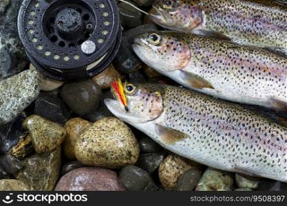 Trout salmon fish on river rocks with partial fishing reel Visible 