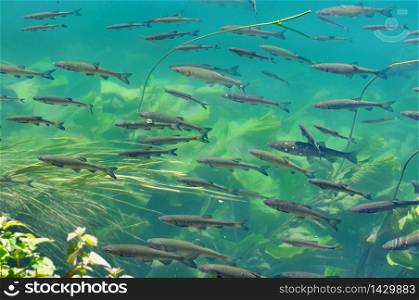 trouts swimming in the clear water of Krka park in Croatia