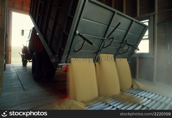 truck Unloading Grain