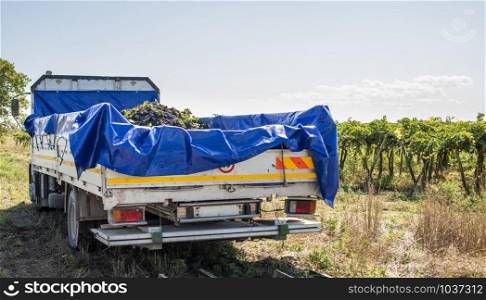Truck with red grape for wine making. Pile of grape on truck trailer. Picking and transporting grape from vineyard. Wine making concept.