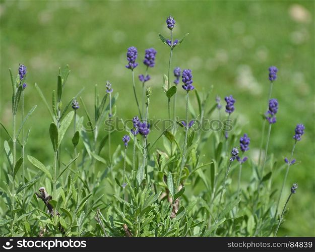 True lavender in garden