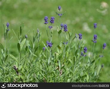 True lavender in garden
