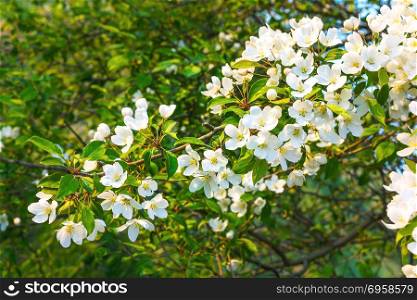 True pearly white blooming apple tree. True pearly white blooming apple tree. Beautiful spring flowers