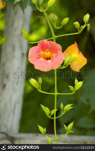 Trumpet creeper