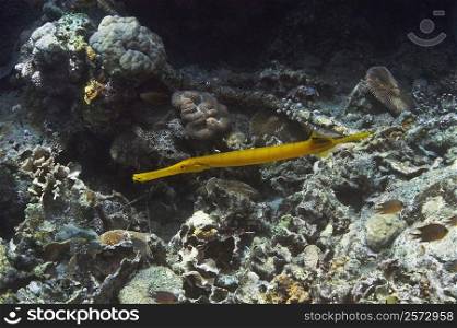 Trumpet fish (Aulostomus chinensis) swimming underwater, Papua New Guinea