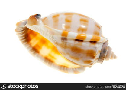 Trumpet shell isolated on white background