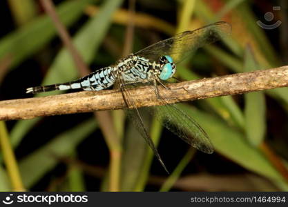 Trumpet Tail Dragonfly, Acisoma panorpoides, Coorg, Karnataka, India