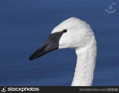 Trumpeter swan portrait with blue pond