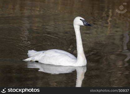 Trumpeter swan swimming in pond