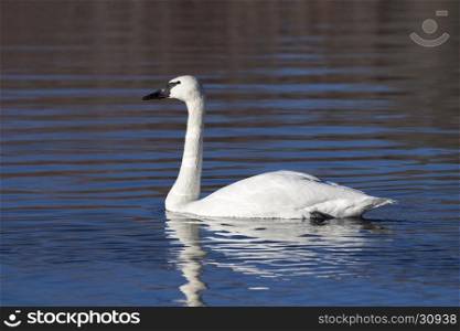Trumpeter swan swimming in pond