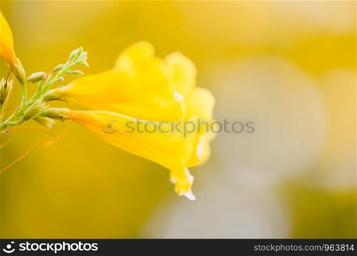 Trumpetflower / Yellow trumpet flower blooming in the garden summer nature blur background
