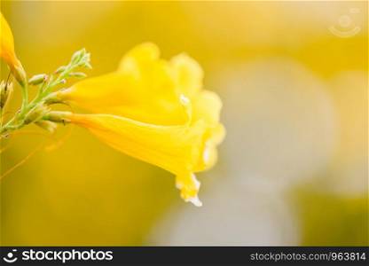 Trumpetflower / Yellow trumpet flower blooming in the garden summer nature blur background