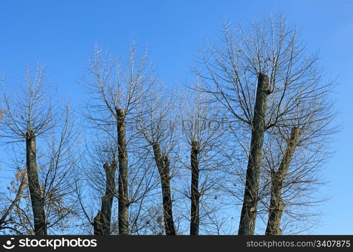 Truncated of treetops against the bright blue sky