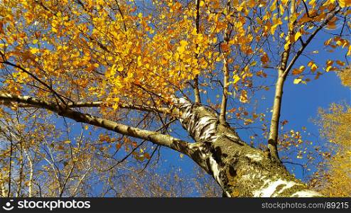 Trunk and branches with bright yellow leaves of beautiful autumn birch tree against the blue sky background