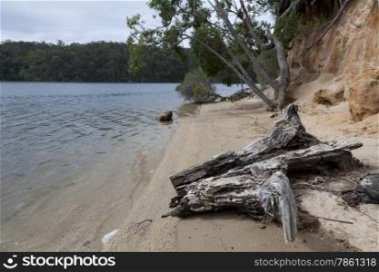 Trunk and trees at the Mallacoota Inlet, Gippsland, Australia
